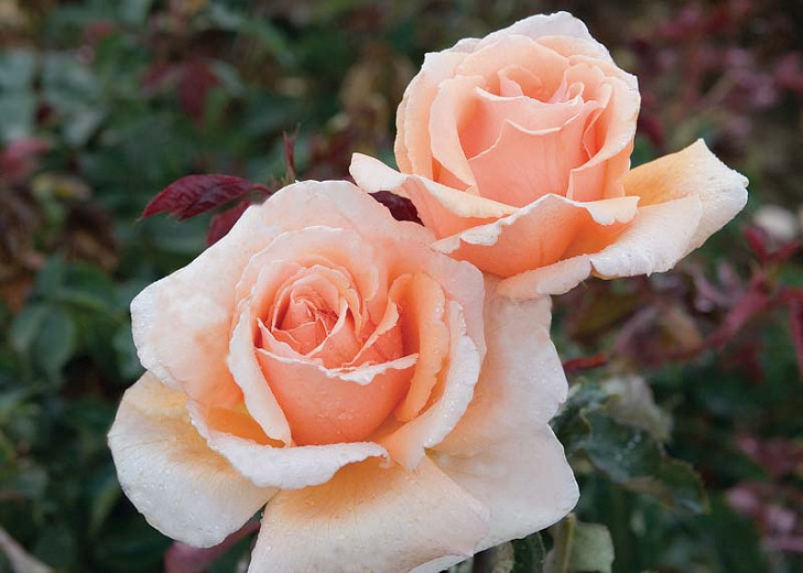 Rosa 'Just Joey', Rose 'Just Joey', Rosa 'CANjujo', Hybrid Tea Roses, Shrub Roses, Hybrid Tea Roses, Apricot roses, Orange roses, Shrub rose